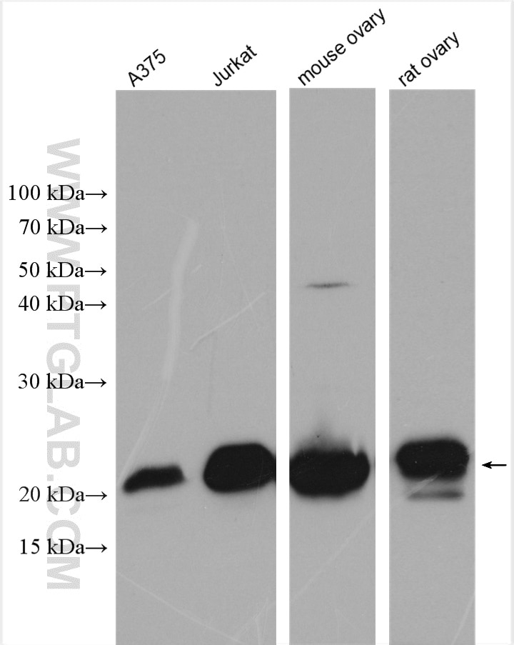 Western Blot (WB) analysis of various lysates using UBE2F Polyclonal antibody (17056-1-AP)