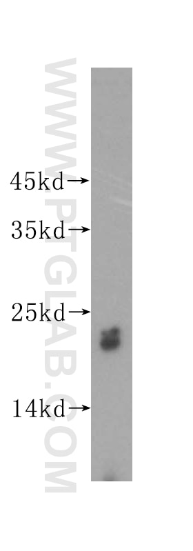 Western Blot (WB) analysis of mouse ovary tissue using UBE2F Polyclonal antibody (17056-1-AP)