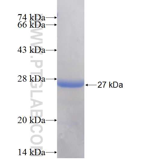 UBE2F fusion protein Ag10729 SDS-PAGE