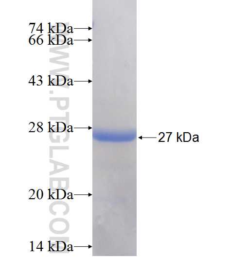 UBE2F fusion protein Ag10729 SDS-PAGE