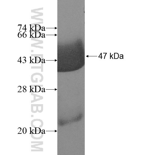 UBE2F fusion protein Ag10764 SDS-PAGE