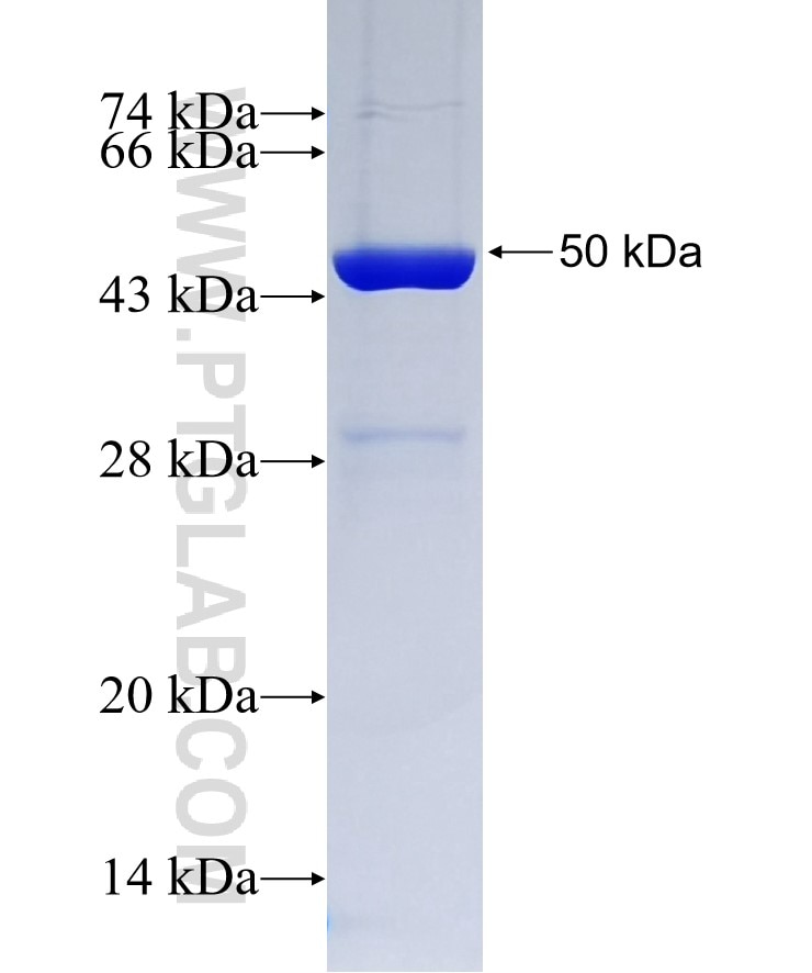 UBE2G1 fusion protein Ag2625 SDS-PAGE
