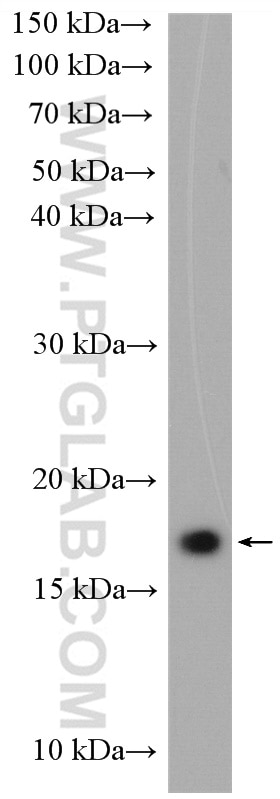 Western Blot (WB) analysis of HeLa cells using UBE2G2 Polyclonal antibody (10722-1-AP)