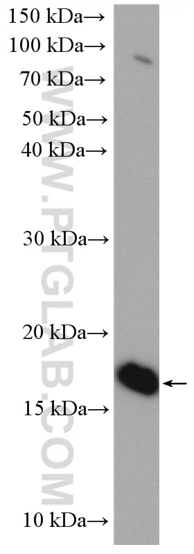 Western Blot (WB) analysis of K-562 cells using UBE2G2 Polyclonal antibody (10722-1-AP)