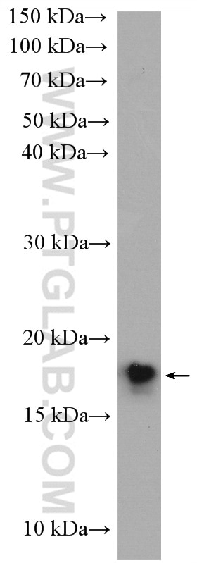 Western Blot (WB) analysis of mouse testis tissue using UBE2G2 Polyclonal antibody (10722-1-AP)
