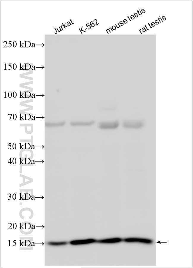 Western Blot (WB) analysis of various lysates using UBE2G2 Polyclonal antibody (10722-1-AP)