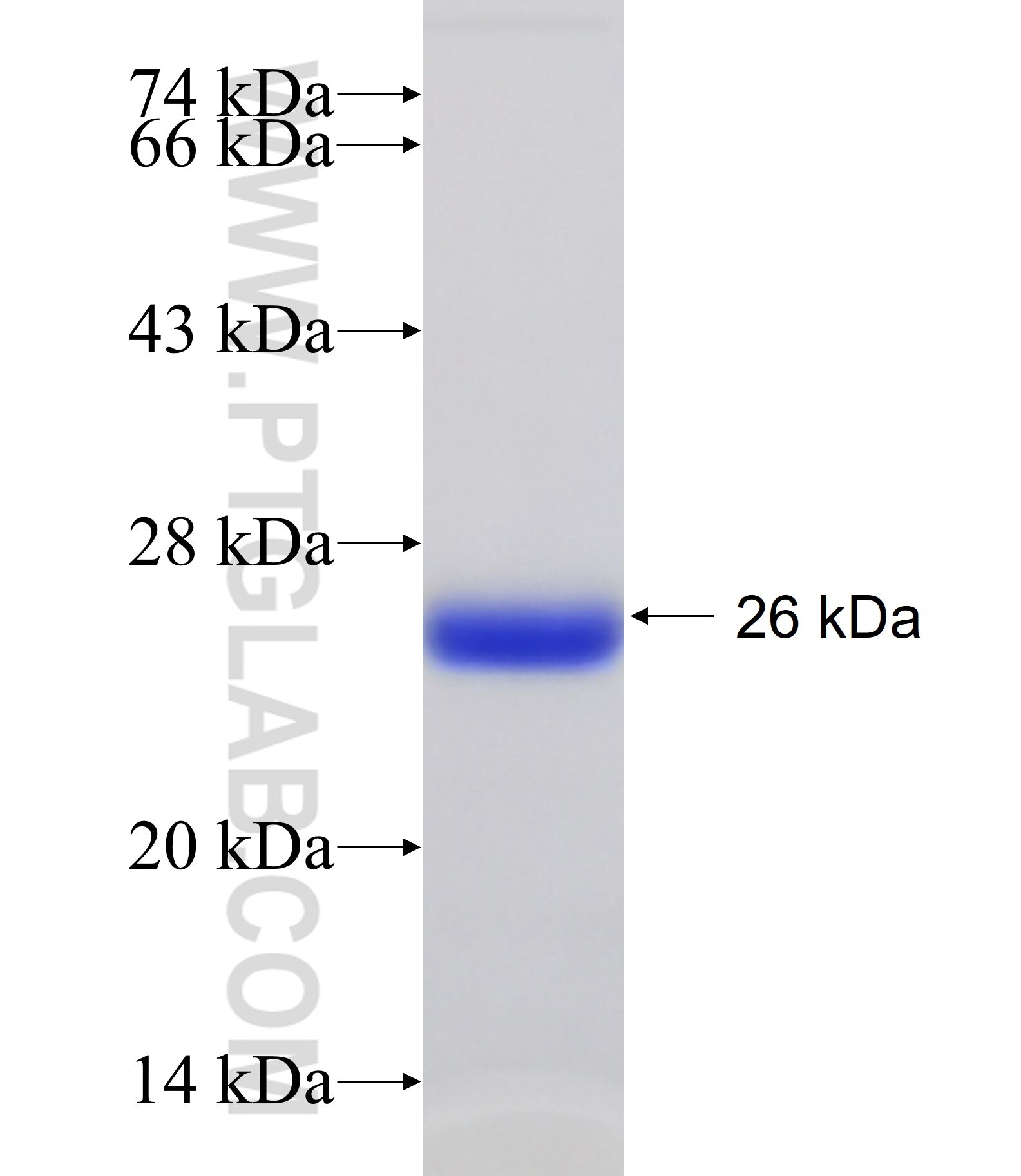 UBE2G2 fusion protein Ag25422 SDS-PAGE