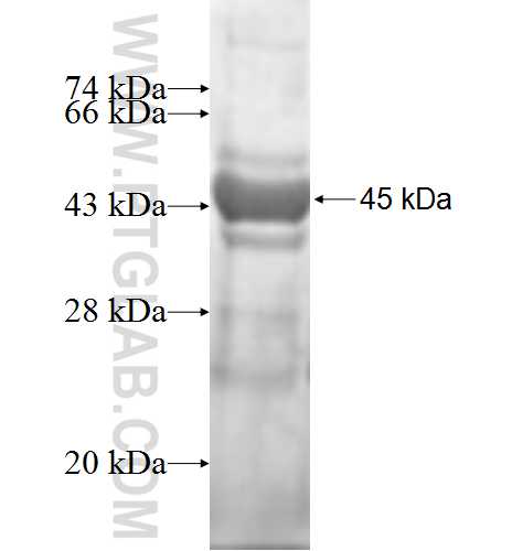 UBE2G2 fusion protein Ag1082 SDS-PAGE