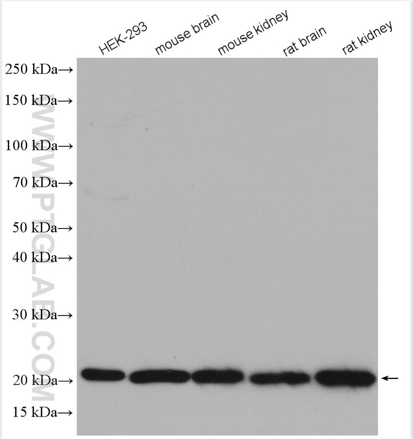 Western Blot (WB) analysis of various lysates using UBE2H Polyclonal antibody (15685-1-AP)