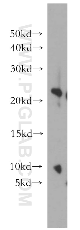 Western Blot (WB) analysis of HeLa cells using UBE2H Polyclonal antibody (15685-1-AP)