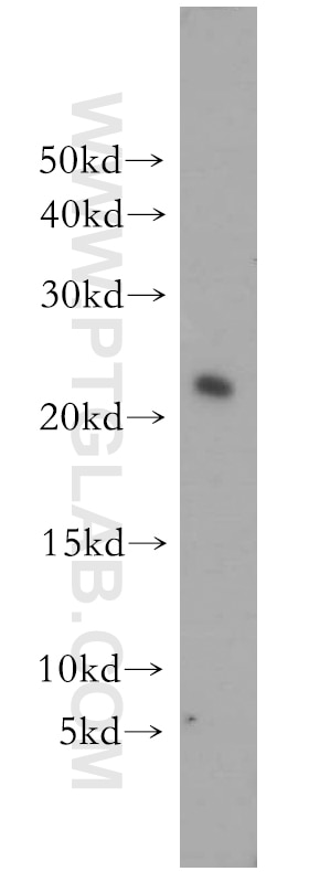 Western Blot (WB) analysis of HeLa cells using UBE2H Polyclonal antibody (15685-1-AP)