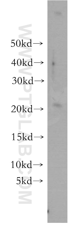 Western Blot (WB) analysis of mouse kidney tissue using UBE2H Polyclonal antibody (15685-1-AP)