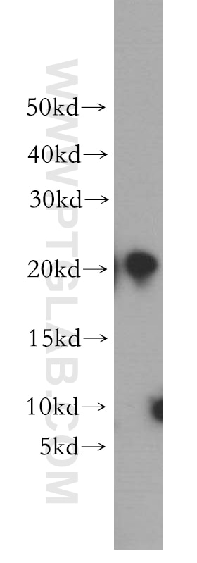 Western Blot (WB) analysis of mouse kidney tissue using UBE2H Polyclonal antibody (15685-1-AP)