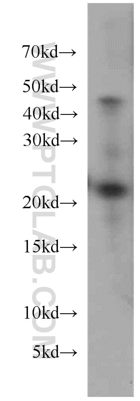 Western Blot (WB) analysis of mouse brain tissue using UBE2H Polyclonal antibody (15685-1-AP)