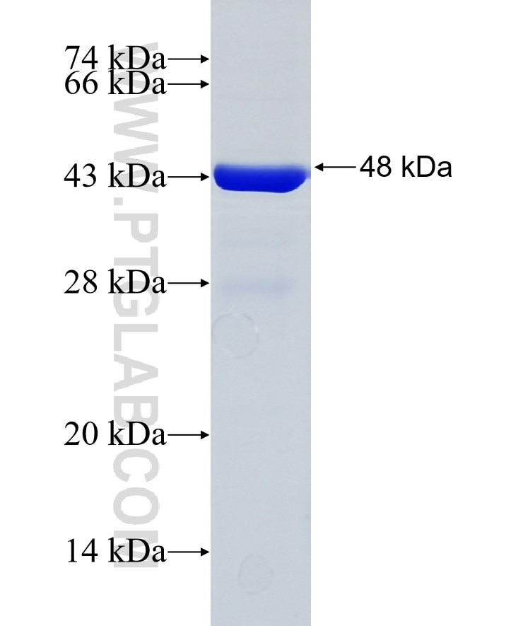 UBE2H fusion protein Ag8187 SDS-PAGE