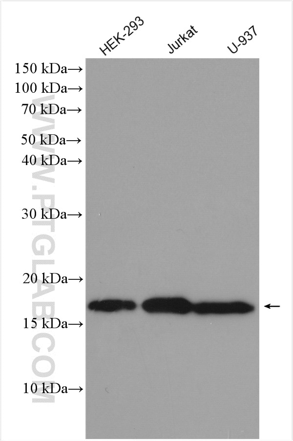 Western Blot (WB) analysis of various lysates using UBC9-Specific Polyclonal antibody (14837-1-AP)
