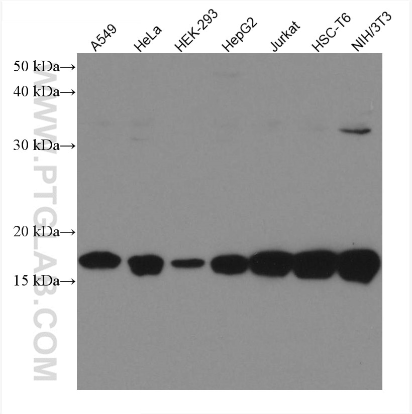 Western Blot (WB) analysis of various lysates using UBE2I-Specific Monoclonal antibody (67660-1-Ig)