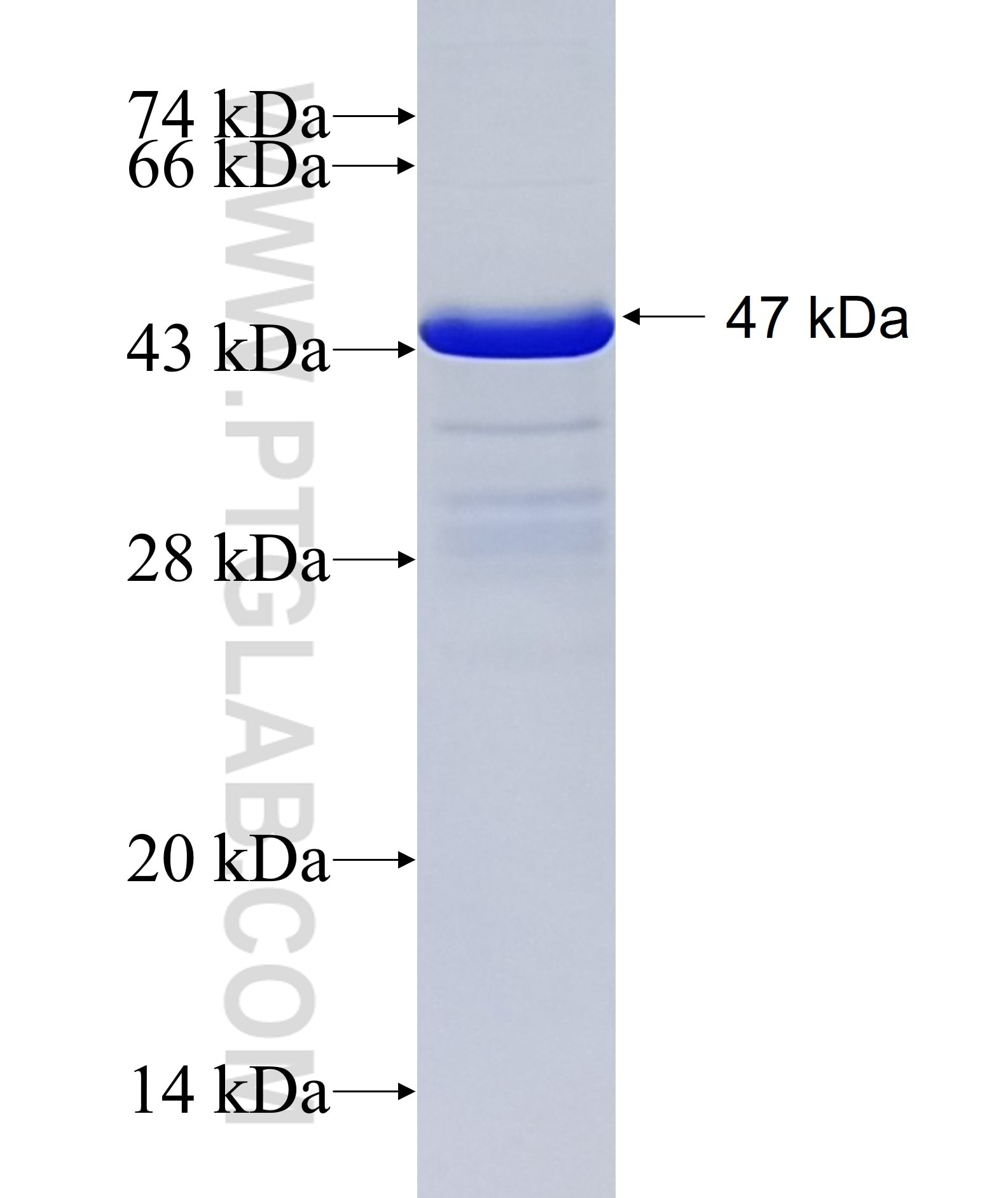 UBE2J1 fusion protein Ag27310 SDS-PAGE