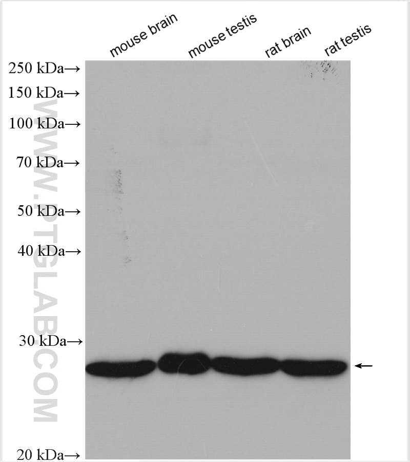 Western Blot (WB) analysis of various lysates using UBE2K Polyclonal antibody (11834-3-AP)