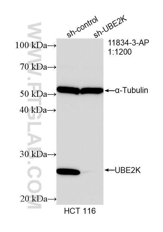 WB analysis of HCT 116 using 11834-3-AP Western Blot (WB) analysis of HCT 116 cells using UBE2K Polyclonal antibody (11834-3-AP)