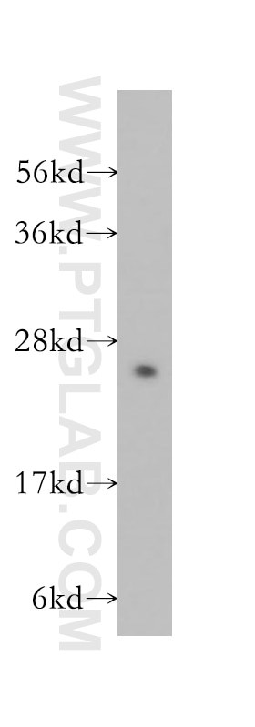 Western Blot (WB) analysis of mouse testis tissue using UBE2K Polyclonal antibody (11834-3-AP)