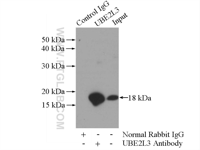 Immunoprecipitation (IP) experiment of mouse kidney tissue using UBE2L3 Polyclonal antibody (14415-1-AP)