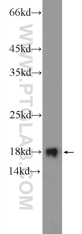 Western Blot (WB) analysis of mouse kidney tissue using UBE2L3 Polyclonal antibody (14415-1-AP)