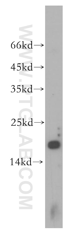Western Blot (WB) analysis of MCF-7 cells using UBE2L3 Polyclonal antibody (14415-1-AP)