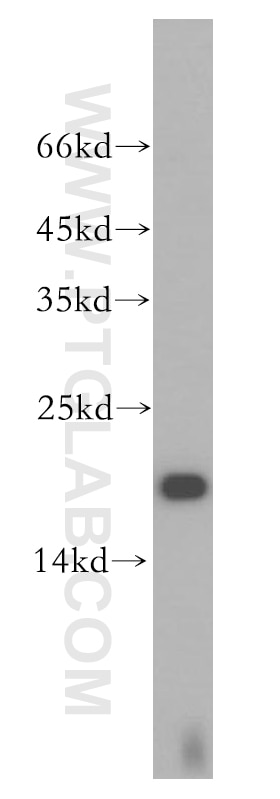 Western Blot (WB) analysis of HeLa cells using UBE2L3 Polyclonal antibody (14415-1-AP)