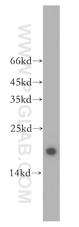 Western Blot (WB) analysis of HEK-293 cells using UBE2L3 Polyclonal antibody (14415-1-AP)