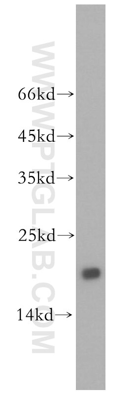 Western Blot (WB) analysis of K-562 cells using UBE2L3 Polyclonal antibody (14415-1-AP)
