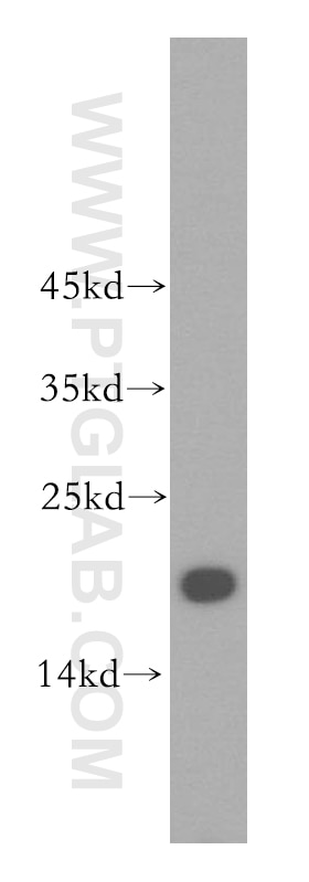 Western Blot (WB) analysis of A431 cells using UBE2L3 Polyclonal antibody (14415-1-AP)