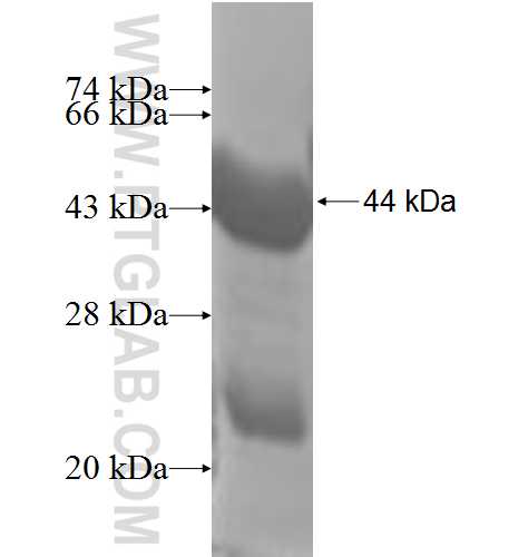 UBE2L3 fusion protein Ag5758 SDS-PAGE