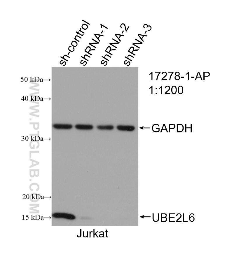 Western Blot (WB) analysis of Jurkat cells using UBE2L6 Polyclonal antibody (17278-1-AP)