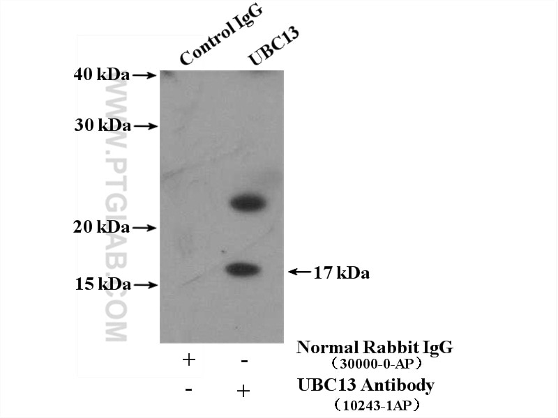Immunoprecipitation (IP) experiment of MCF-7 cells using UBC13 Polyclonal antibody (10243-1-AP)