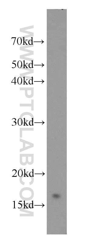 Western Blot (WB) analysis of human heart tissue using UBC13 Polyclonal antibody (10243-1-AP)