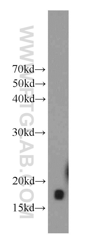 Western Blot (WB) analysis of Jurkat cells using UBC13 Polyclonal antibody (10243-1-AP)