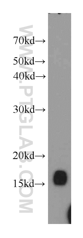 Western Blot (WB) analysis of mouse small intestine tissue using UBC13 Polyclonal antibody (10243-1-AP)