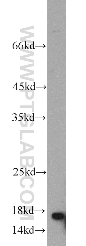 Western Blot (WB) analysis of mouse thymus tissue using UBC13 Polyclonal antibody (10243-1-AP)