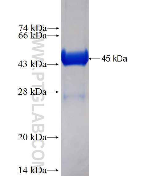 UBE2N fusion protein Ag0292 SDS-PAGE
