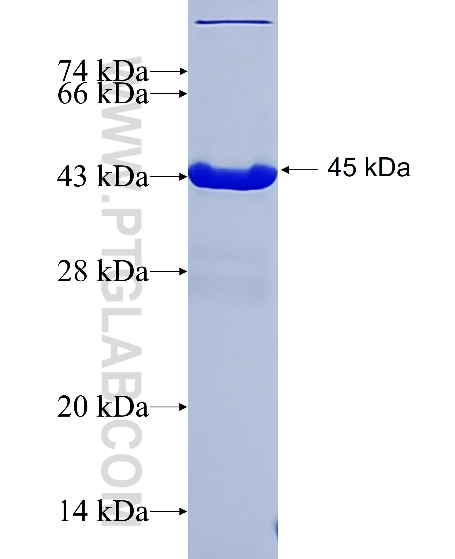 UBE2N fusion protein Ag0292 SDS-PAGE