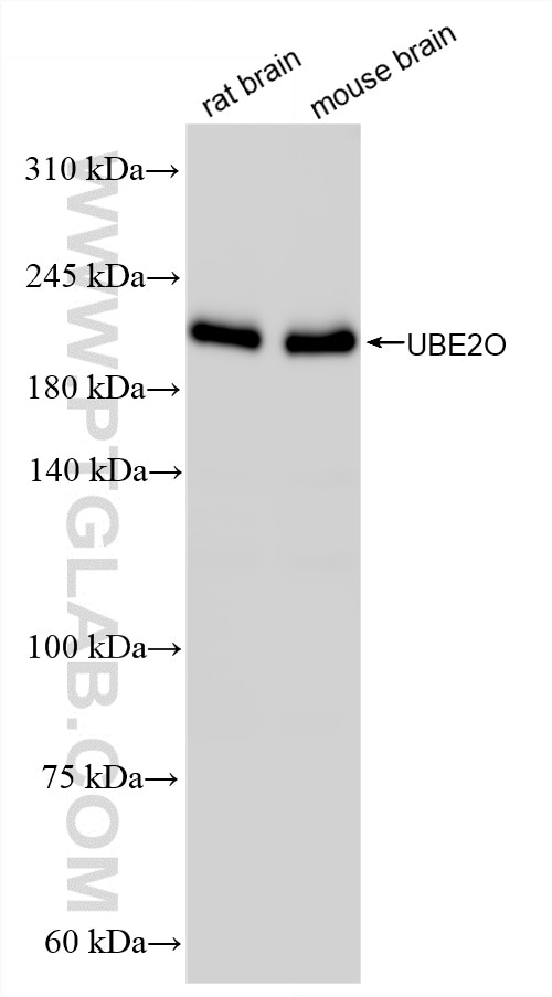 Western Blot (WB) analysis of various lysates using UBE2O Recombinant monoclonal antibody (87282-1-RR)