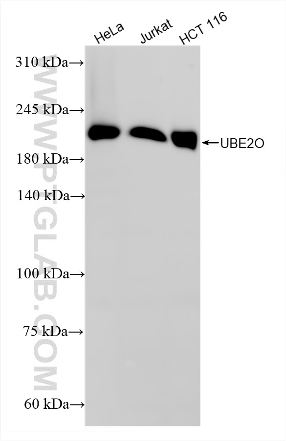 Western Blot (WB) analysis of various lysates using UBE2O Recombinant monoclonal antibody (87282-1-RR)