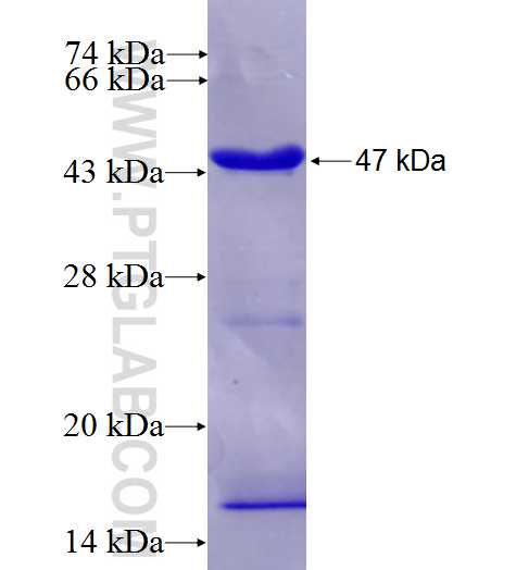 UBE2O fusion protein Ag8580 SDS-PAGE
