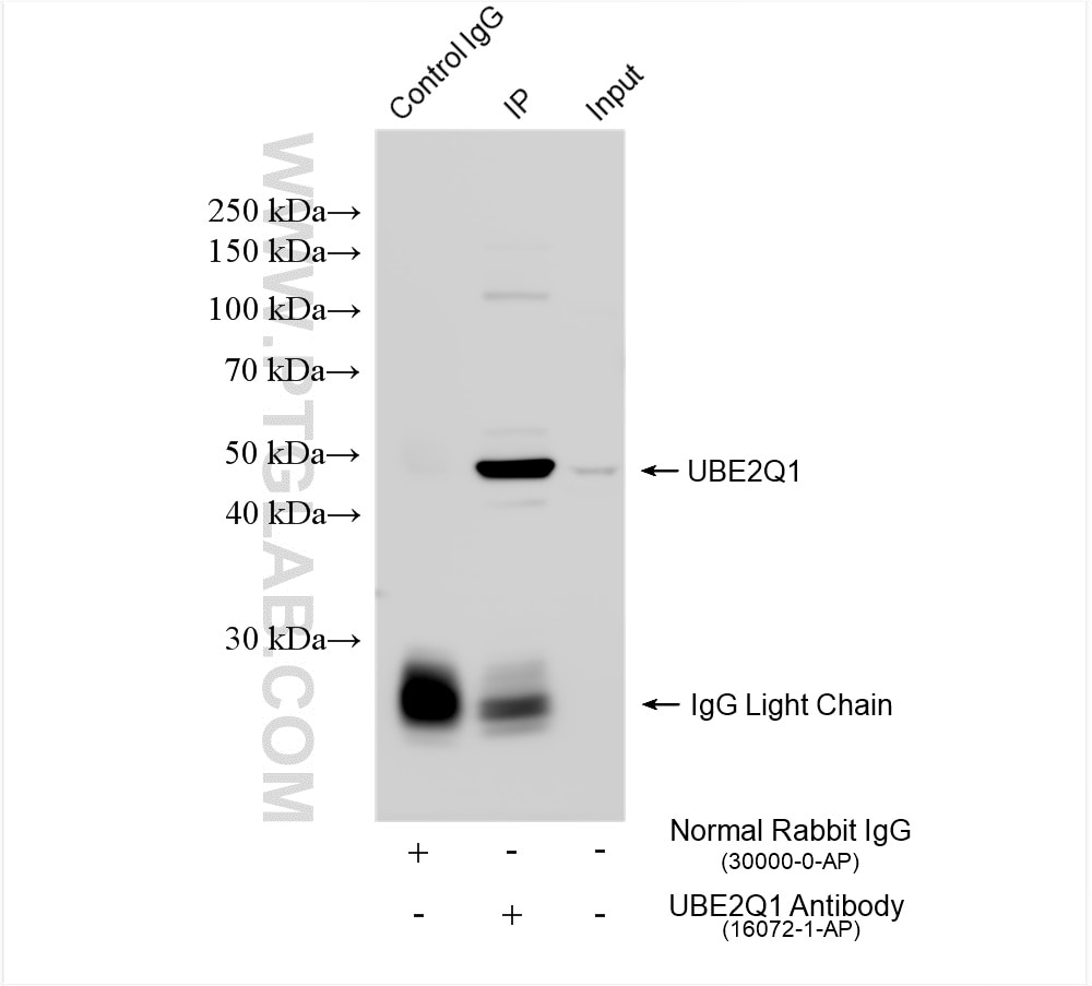 Immunoprecipitation (IP) experiment of HEK-293 cells using UBE2Q1 Polyclonal antibody (16072-1-AP)