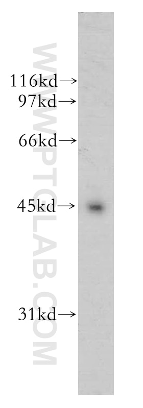 Western Blot (WB) analysis of mouse ovary tissue using UBE2Q2 Polyclonal antibody (12581-1-AP)