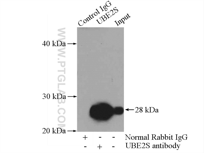 Immunoprecipitation (IP) experiment of A2780 cells using UBE2S Polyclonal antibody (14115-1-AP)