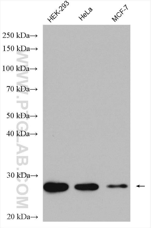 Western Blot (WB) analysis of various lysates using UBE2S Polyclonal antibody (14115-1-AP)
