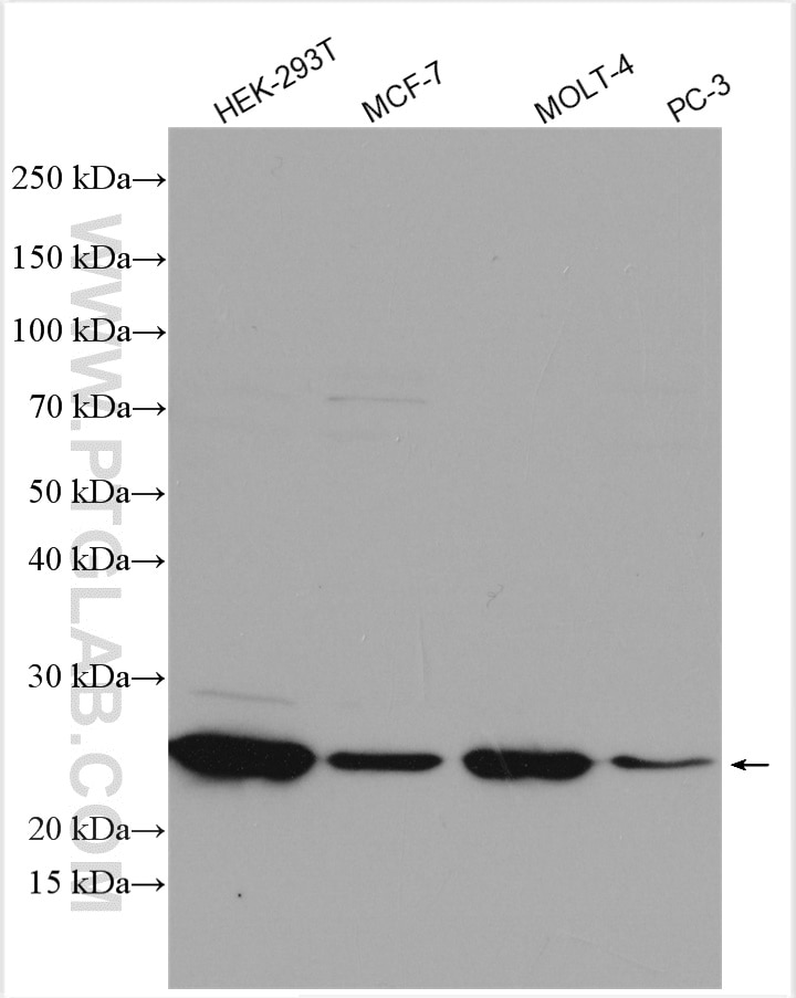 Western Blot (WB) analysis of various lysates using UBE2S Polyclonal antibody (14115-1-AP)