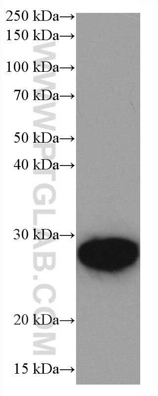 Western Blot (WB) analysis of HEK-293 cells using UBE2S Monoclonal antibody (66897-1-Ig)